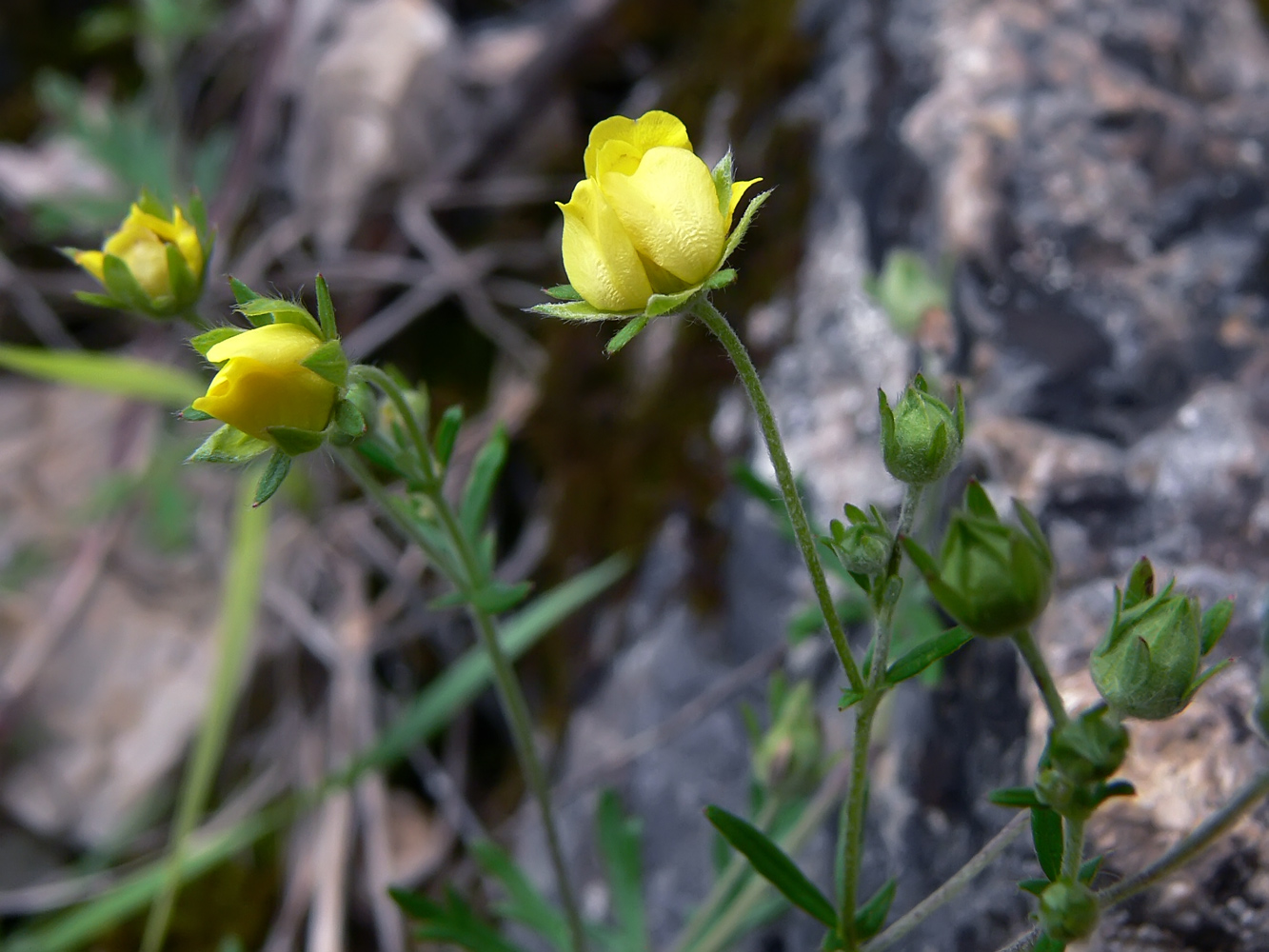 Image of Potentilla argentea specimen.