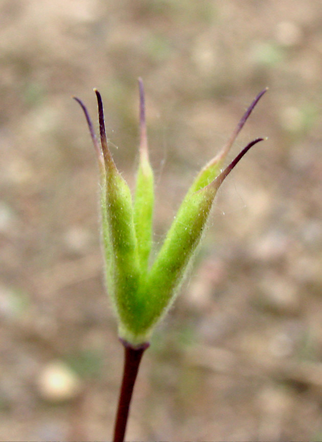 Image of Aquilegia parviflora specimen.