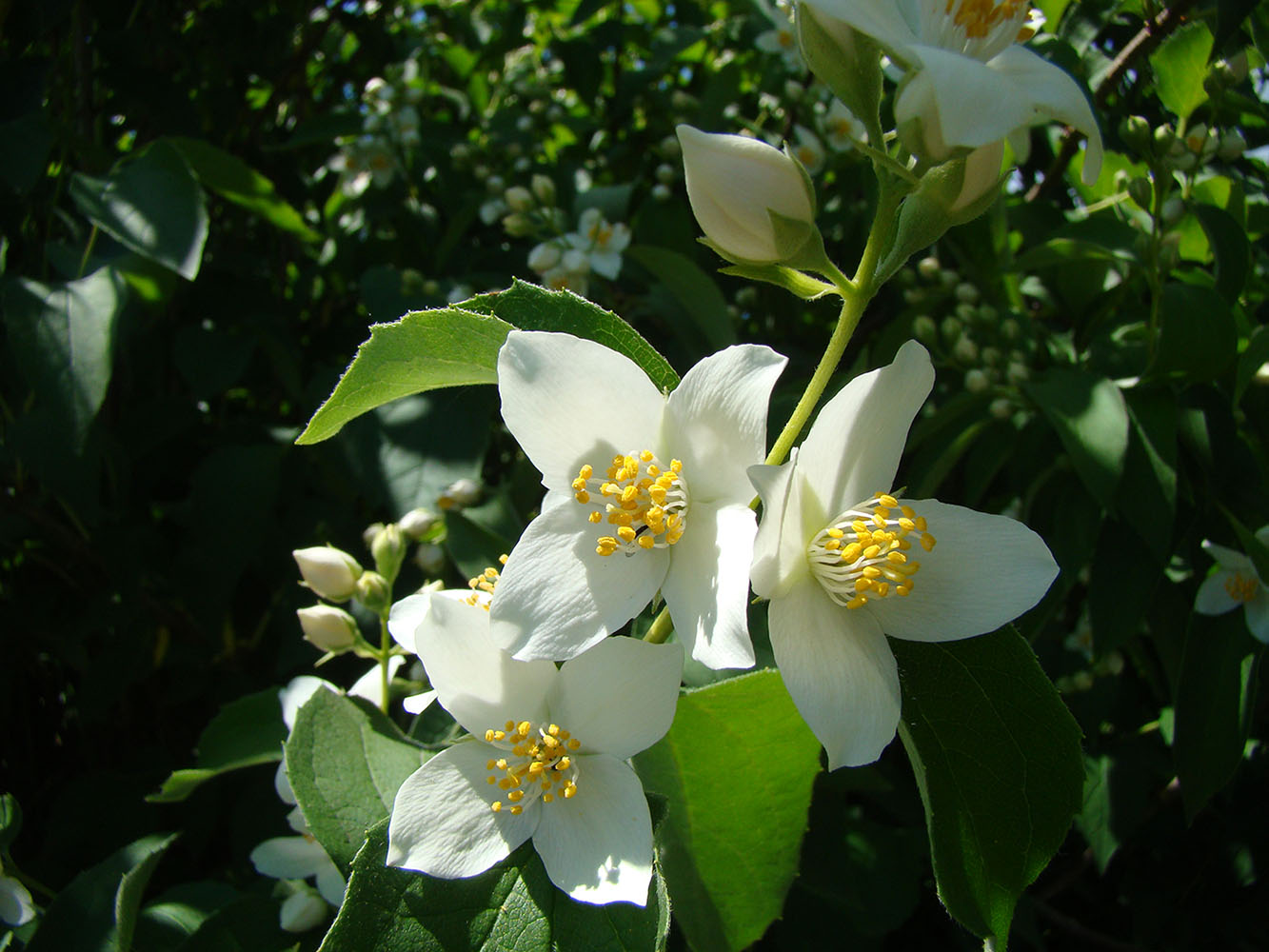 Изображение особи Philadelphus coronarius.