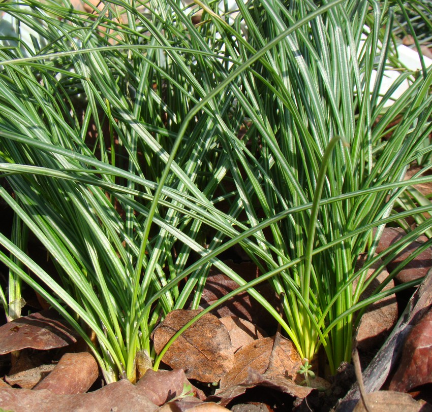 Image of Crocus sativus specimen.