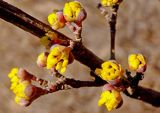 Cornus mas