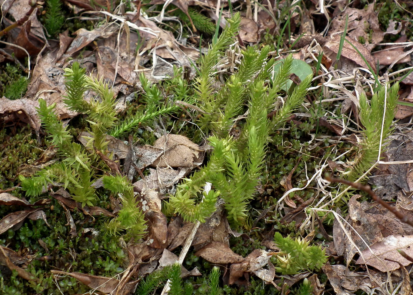 Image of Huperzia selago specimen.