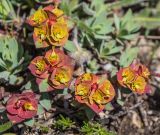 Euphorbia petrophila