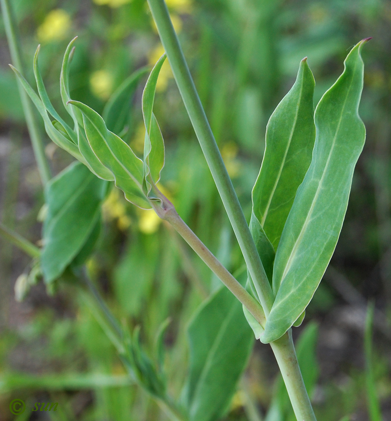 Image of Oberna csereii specimen.