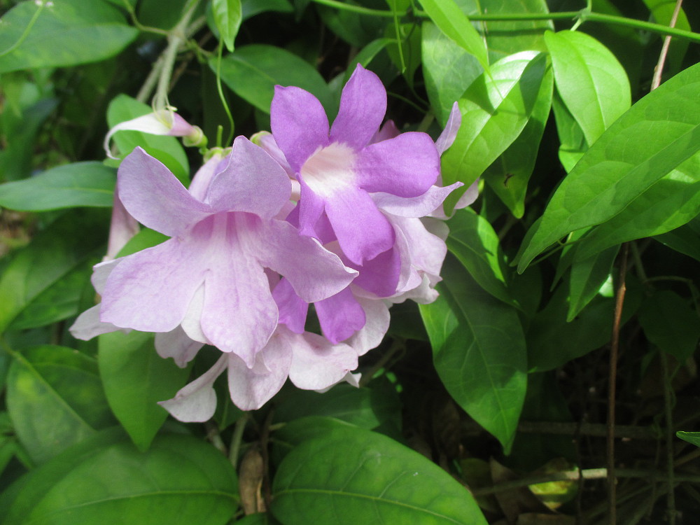 Image of Mansoa alliacea specimen.