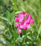 Lathyrus tuberosus. Соцветие. Восточный Казахстан, Уланский р-н, окр. с. Украинка, луг. 17.06.2007.