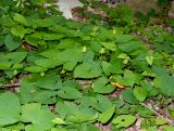 Calystegia silvatica