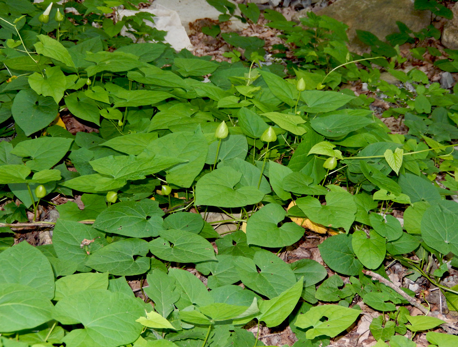 Изображение особи Calystegia silvatica.