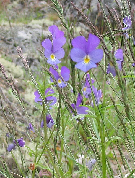 Изображение особи Viola maritima.