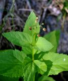 Scrophularia nodosa. Верхушка побега с соцветием. Тверская обл., оз. Селигер, о-в Хачин, берег оз. Белое Южное. 27.08.2016.