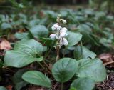 Pyrola rotundifolia. Цветущее растение. Московская обл., Одинцовский р-н, полигон НИИБТ, смешанный лес. 11.09.2016.