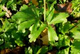 Смотреть изображение Anemone sylvestris