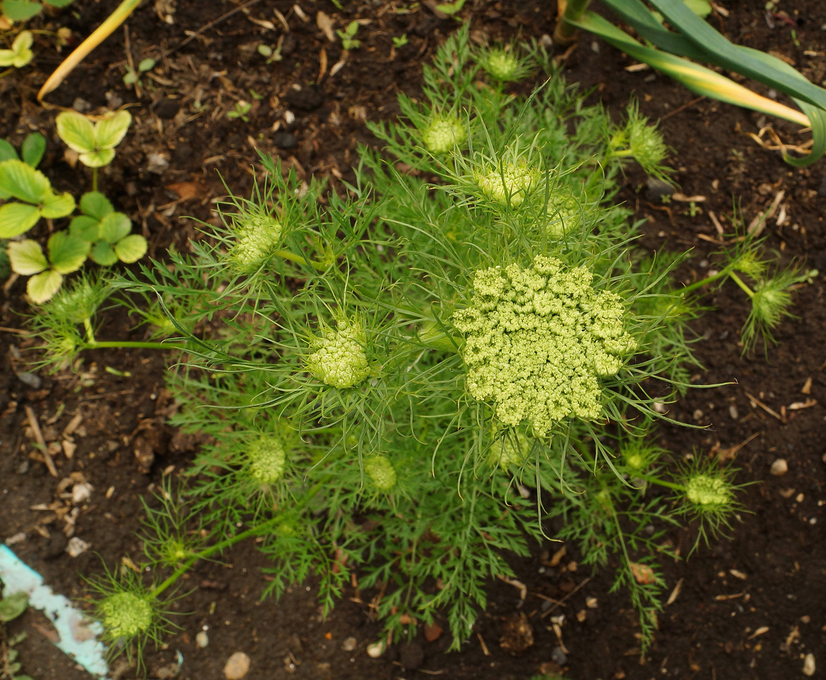 Изображение особи Daucus sativus.