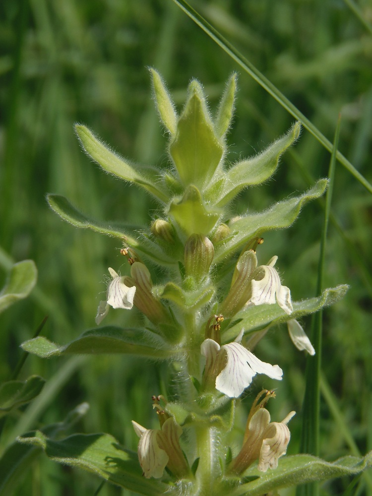 Image of Ajuga laxmannii specimen.