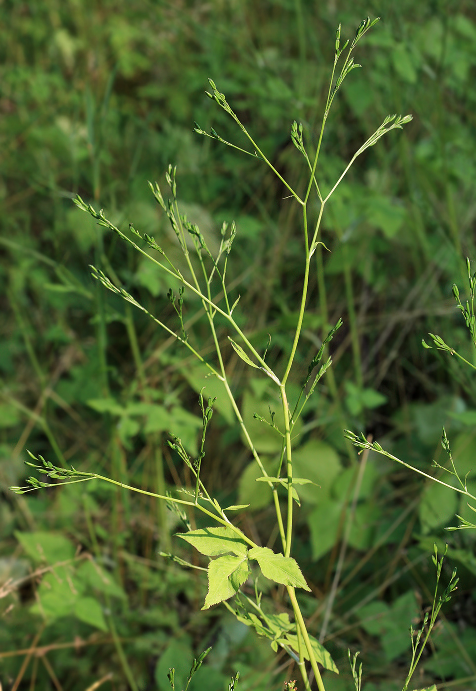 Image of Cryptotaenia japonica specimen.