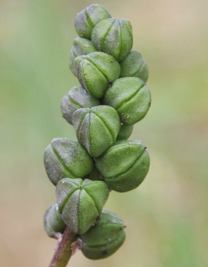 Image of Bellevalia hyacinthoides specimen.