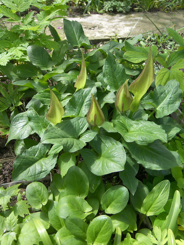 Image of Arum cylindraceum specimen.