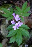 Cardamine quinquefolia