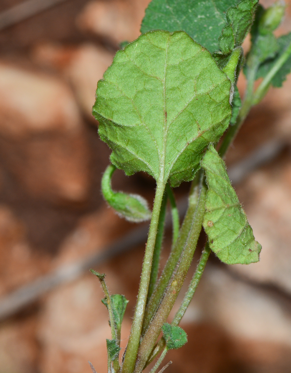 Image of Convolvulus coelesyriacus specimen.