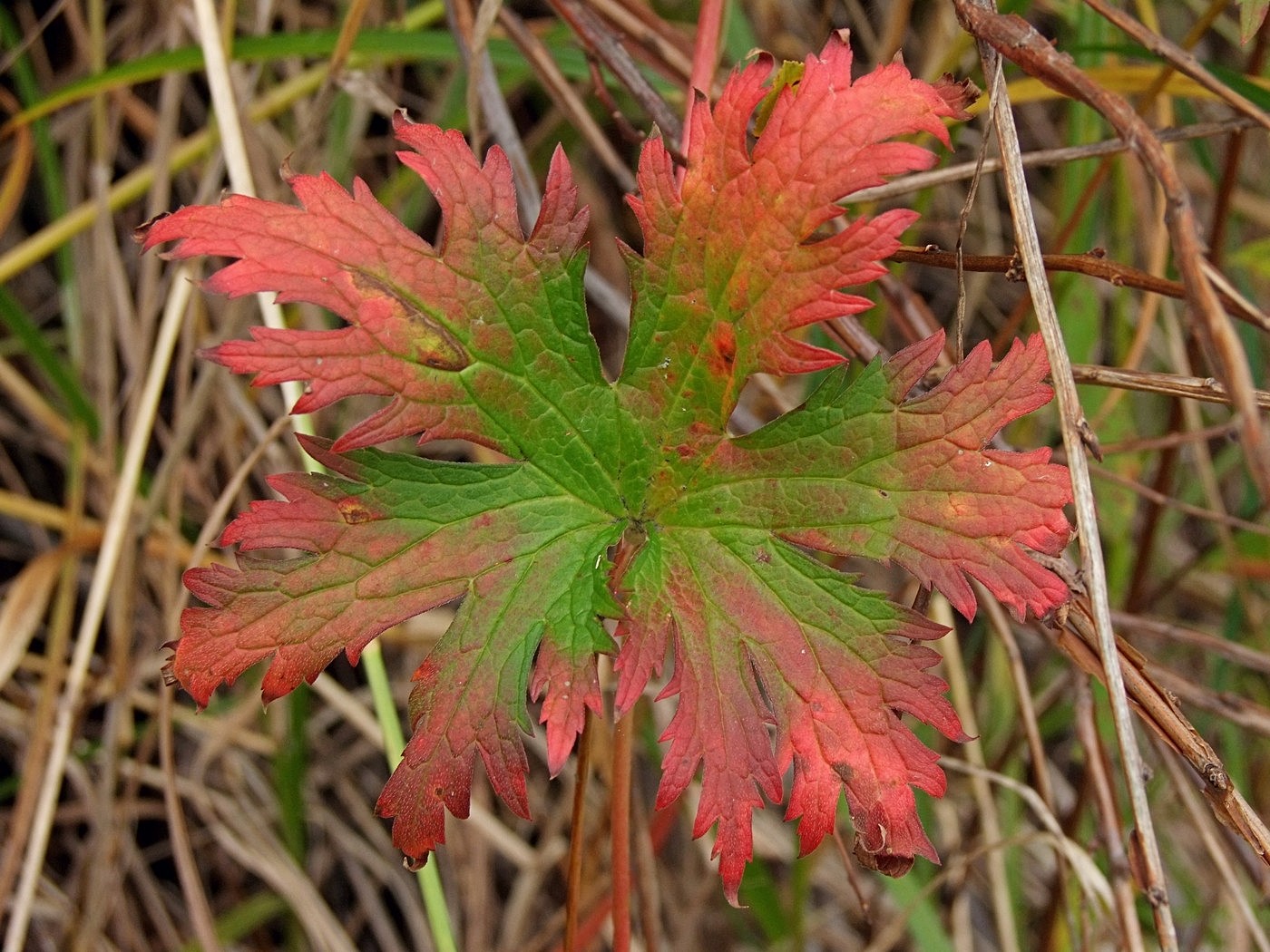 Image of Geranium erianthum specimen.