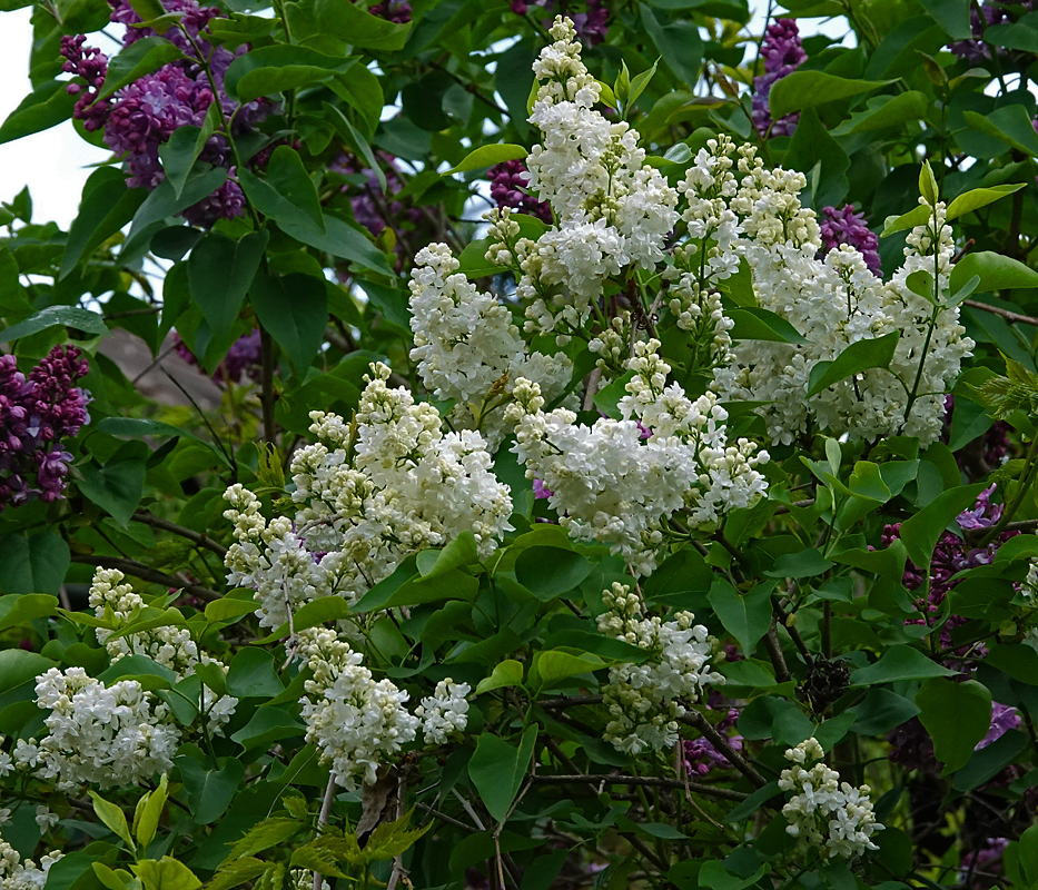 Image of Syringa vulgaris specimen.