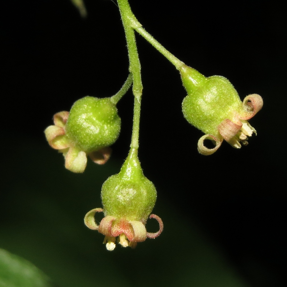 Изображение особи Ribes nigrum.