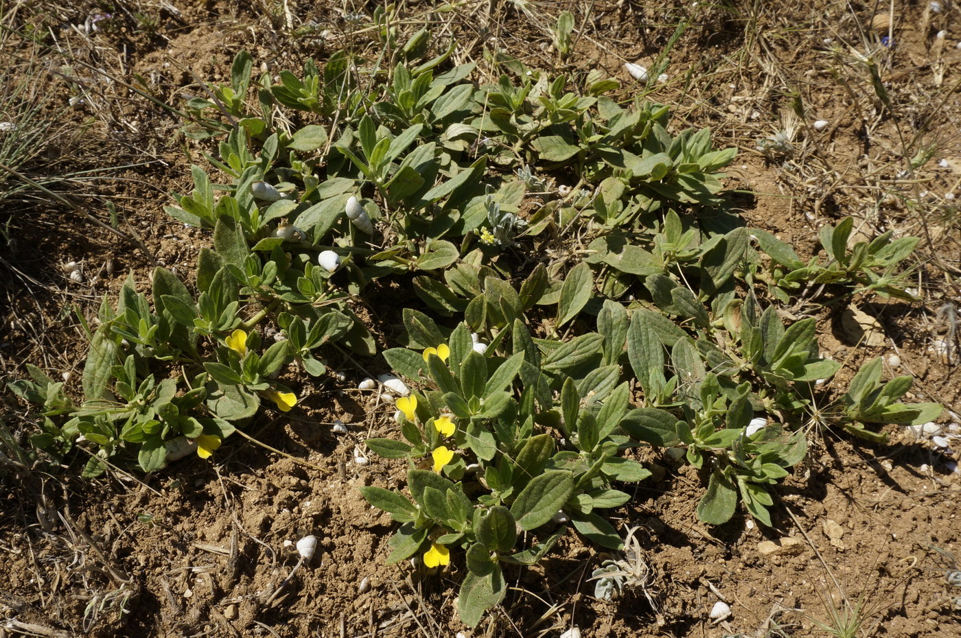 Изображение особи Ajuga salicifolia.