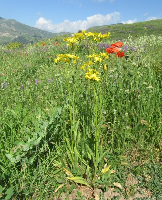 Image of genus Senecio specimen.