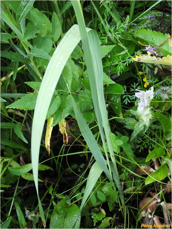 Image of Gladiolus imbricatus specimen.