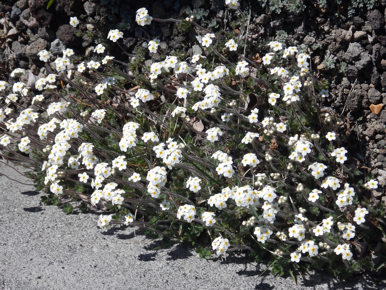 Image of Androsace capitata specimen.