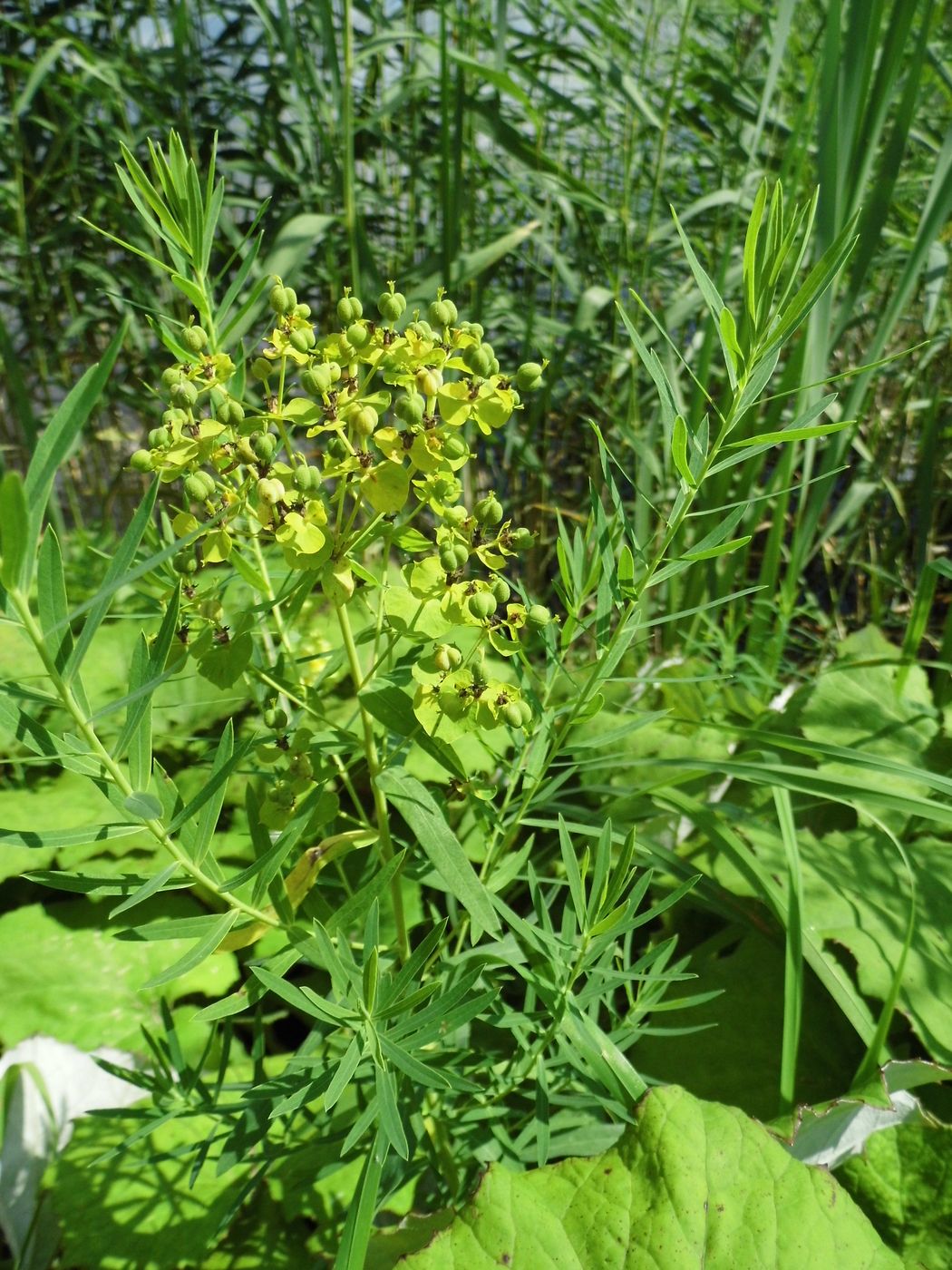 Image of Euphorbia virgata specimen.