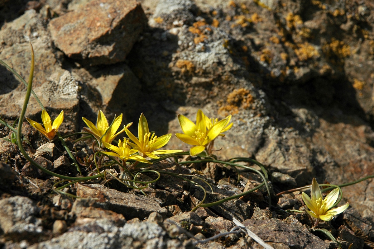 Image of Gagea setifolia specimen.