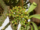 Euphorbia neriifolia. Циации. Израиль, впадина Мертвого моря, киббуц Эйн-Геди. 26.04.2017.