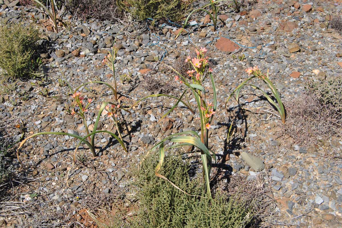 Image of Moraea miniata specimen.