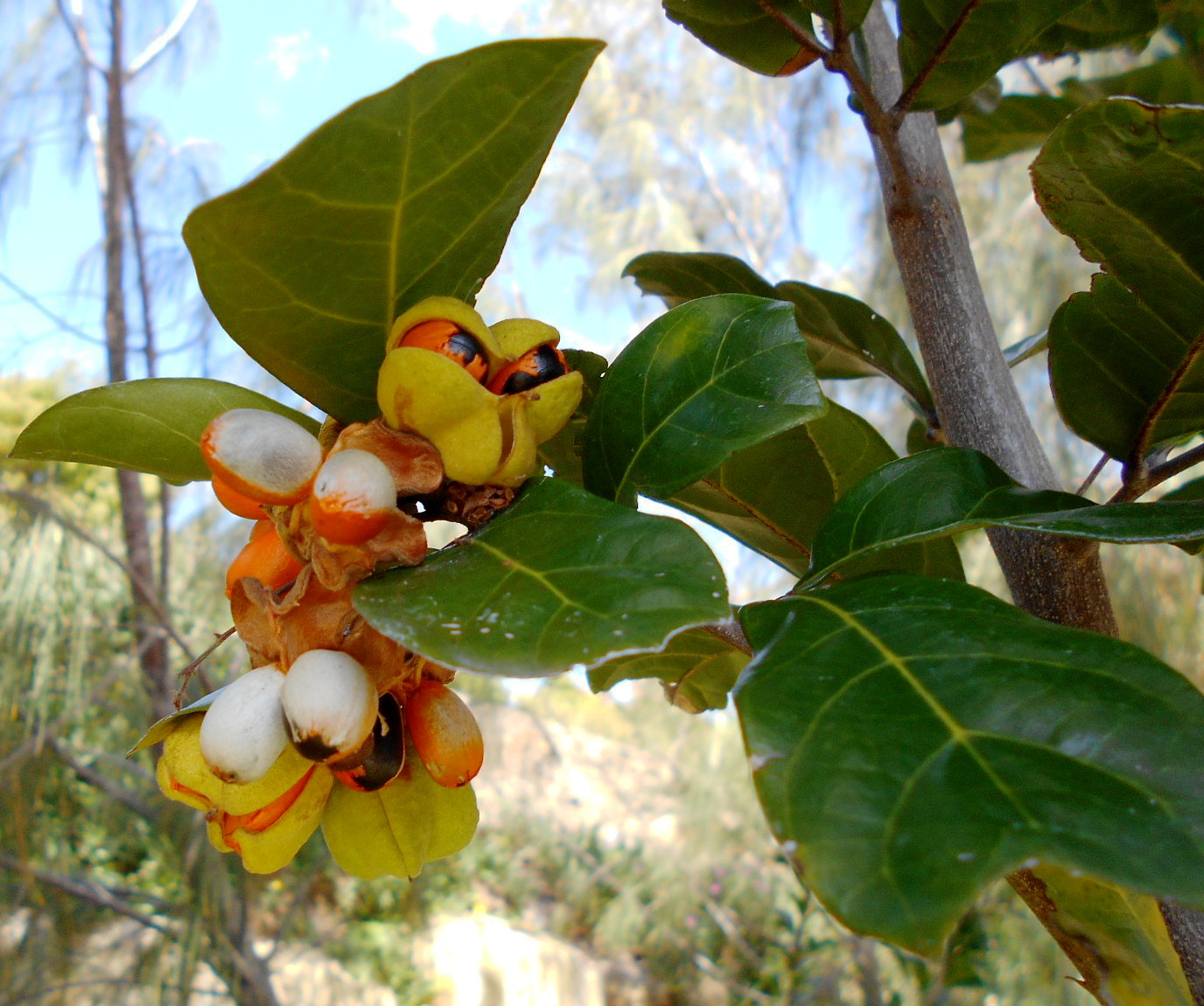 Изображение особи Cupaniopsis wadsworthii.