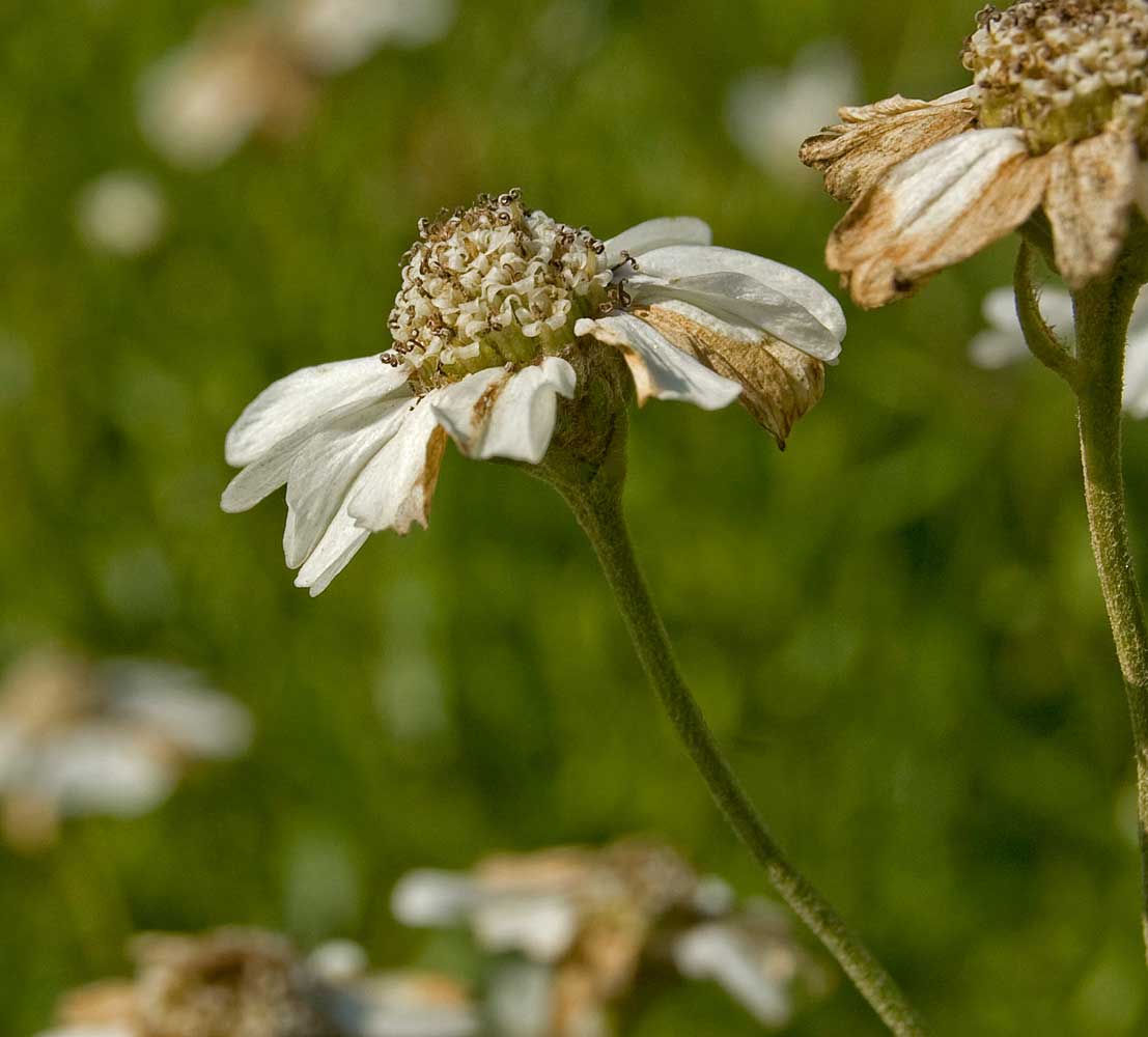 Изображение особи Achillea ptarmica.