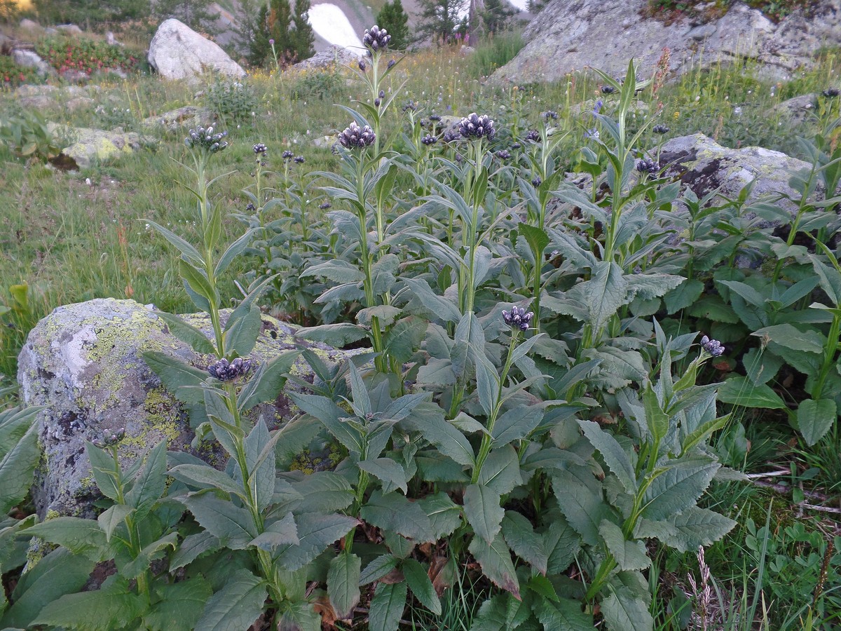 Image of Saussurea latifolia specimen.