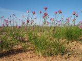 Allium inderiense