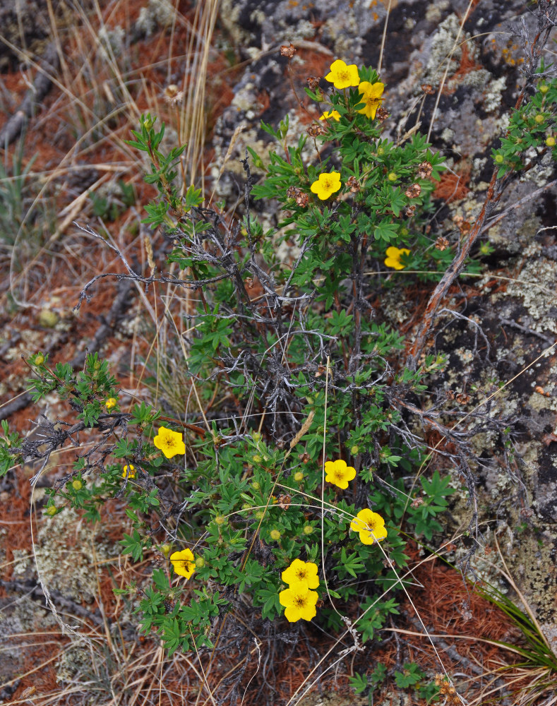 Image of Dasiphora fruticosa specimen.