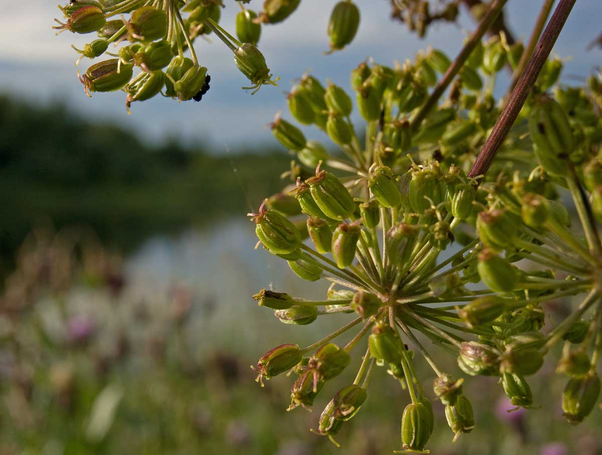 Image of Archangelica officinalis specimen.