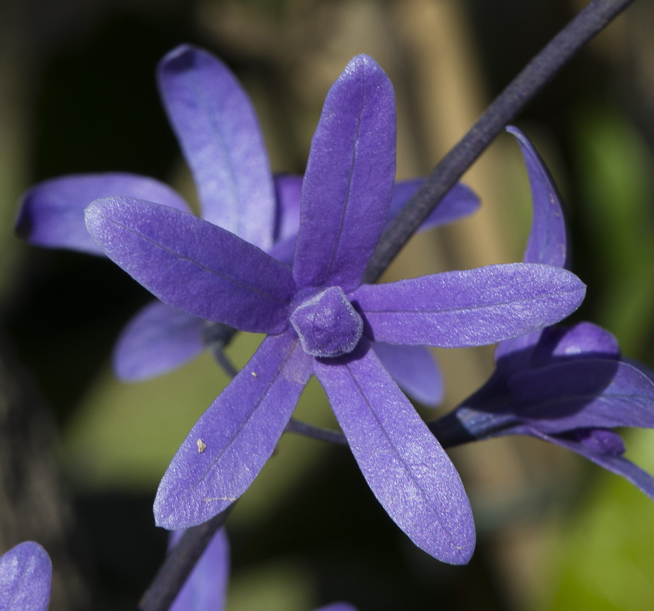 Image of Petrea volubilis specimen.