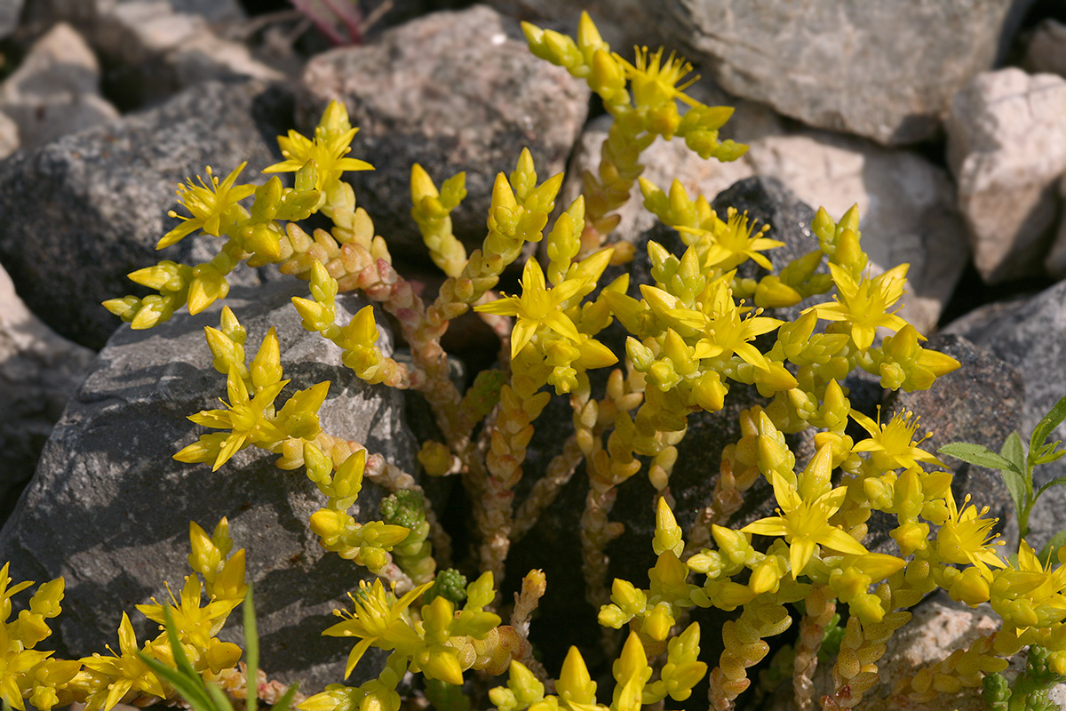 Image of Sedum acre specimen.