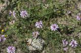 Securigera varia. Цветущее растение. Горный Крым, гора Северная Демерджи. 21.06.2009.