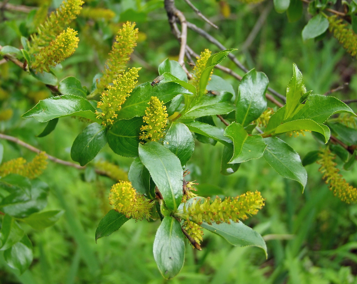 Image of Salix pseudopentandra specimen.