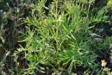 Centaurea scabiosa