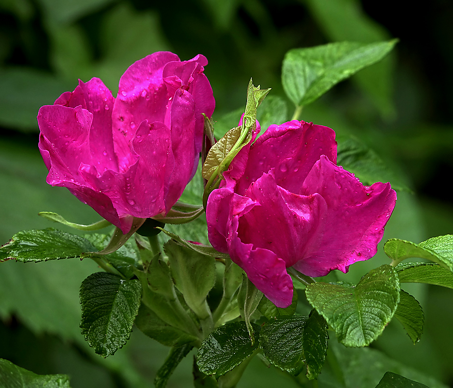 Image of Rosa rugosa specimen.