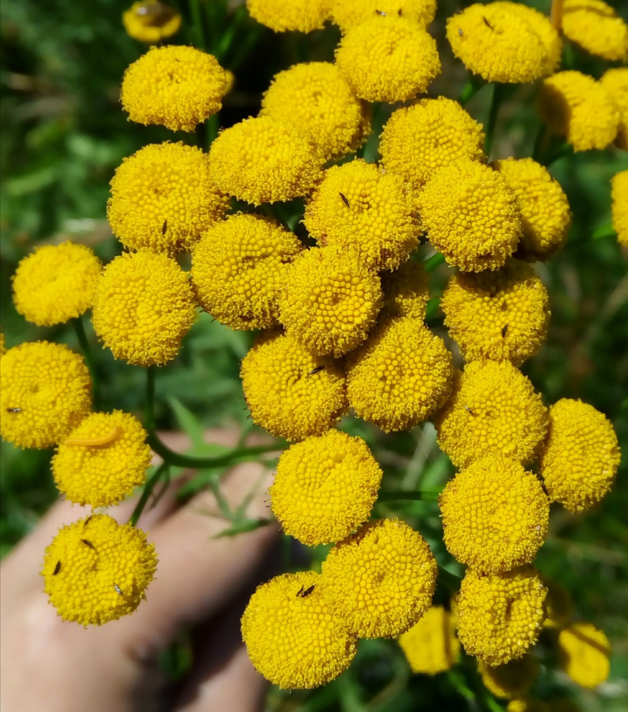 Image of Tanacetum vulgare specimen.