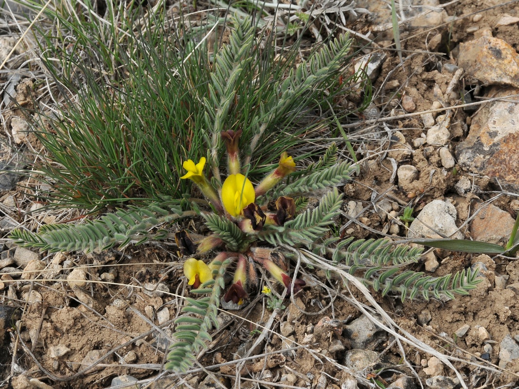 Изображение особи Astragalus atrovinosus.