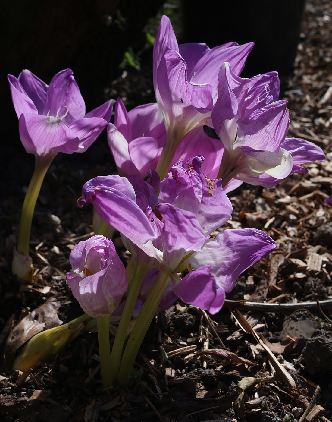 Изображение особи Colchicum speciosum.