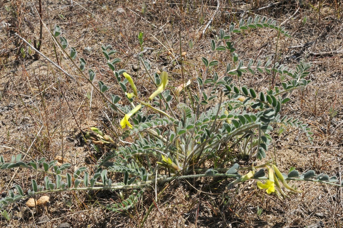 Image of Astragalus farctus specimen.